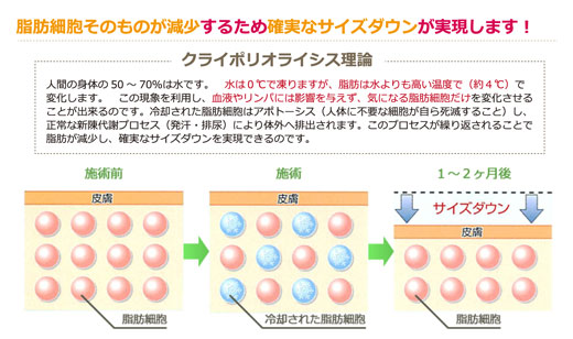 脂肪を分解